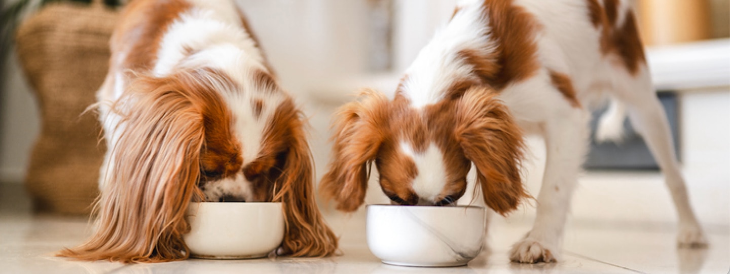 Two dogs eating out of bowls side by side